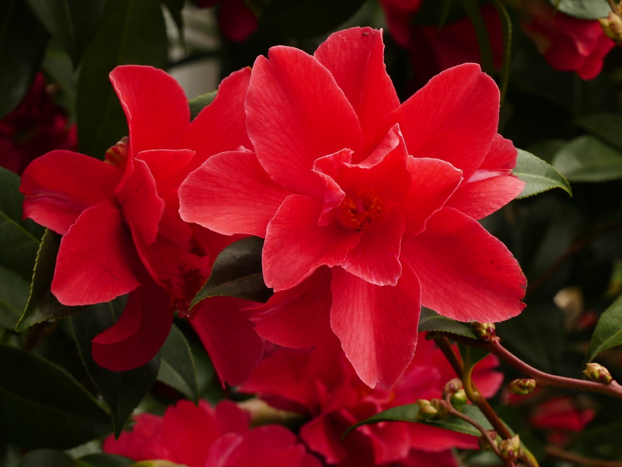 Class 6: 1st place: C. 'Freedom Bell' 0232 Russell Beeson